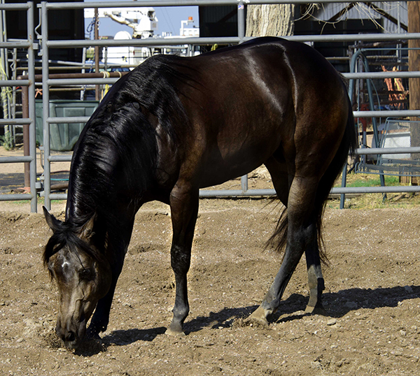 Black Hawke 2011 Blue Roan Stallion ~ Homozygous Roan ~ Standing at Stud